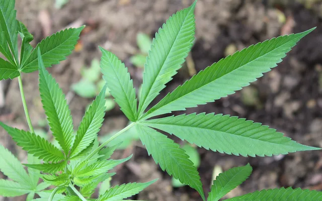 Marihuana - hrozba nebo pomoc?