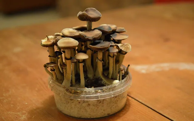 Konopí a psychedelika - Česko potřebuje změnu!